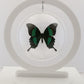 750305 - Butterfly Bubble - Lg. - Round - Emerald Swallowtail (Papilio palinurus daedalus)