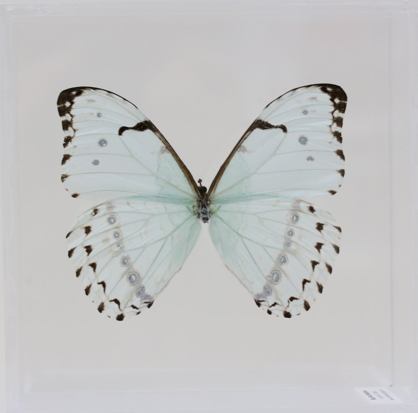 9060603 - Real Butterfly Acrylic Display Box - 6" X 6" - Mint Morpho (Morpho catenarius)