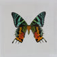 9050503 - Real Butterfly Acrylic Display Box - 5"X5" - Sunset Moth (Urania ripheus) - Ventral