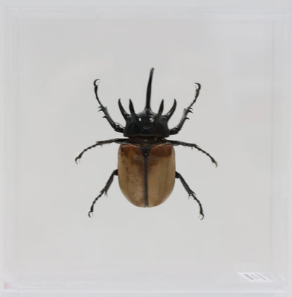 9060707 - Real Bug Acrylic Display Box - 6" X 6" - 5 Horn Hercules Beetle (Eupatorus gracilicornis