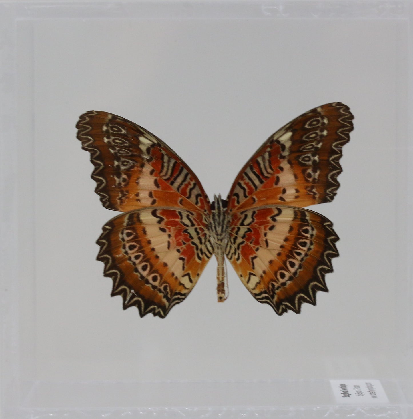 9040421 - Real Butterfly Acrylic Display Box - 4"X4" - Red Lacewing Butterfly (Cethosia biblis) - Ventral