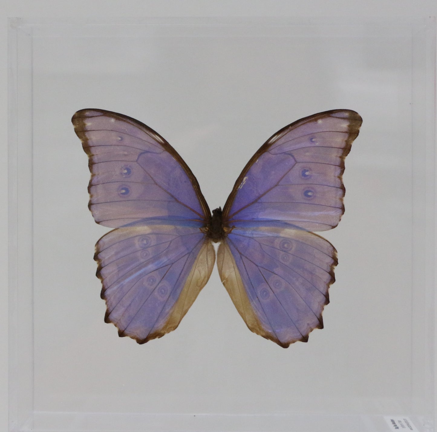 9080807 - Real Butterfly Acrylic Display Box - 8" X 8" - Godarti Morpho (Morpho didius godarti)