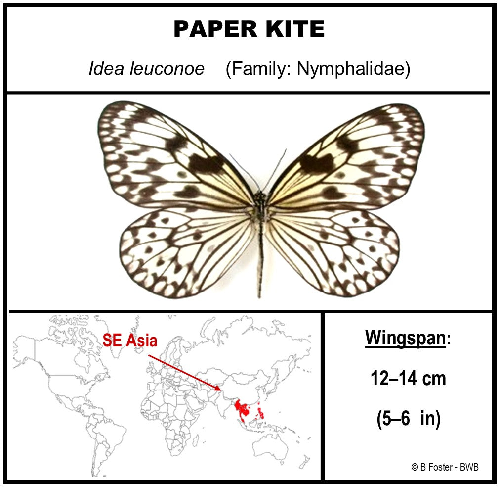 9060608 - Real Butterfly Acrylic Display Box - 6" X 6" - Paper Kite Butterfly (Idea leuconoe)