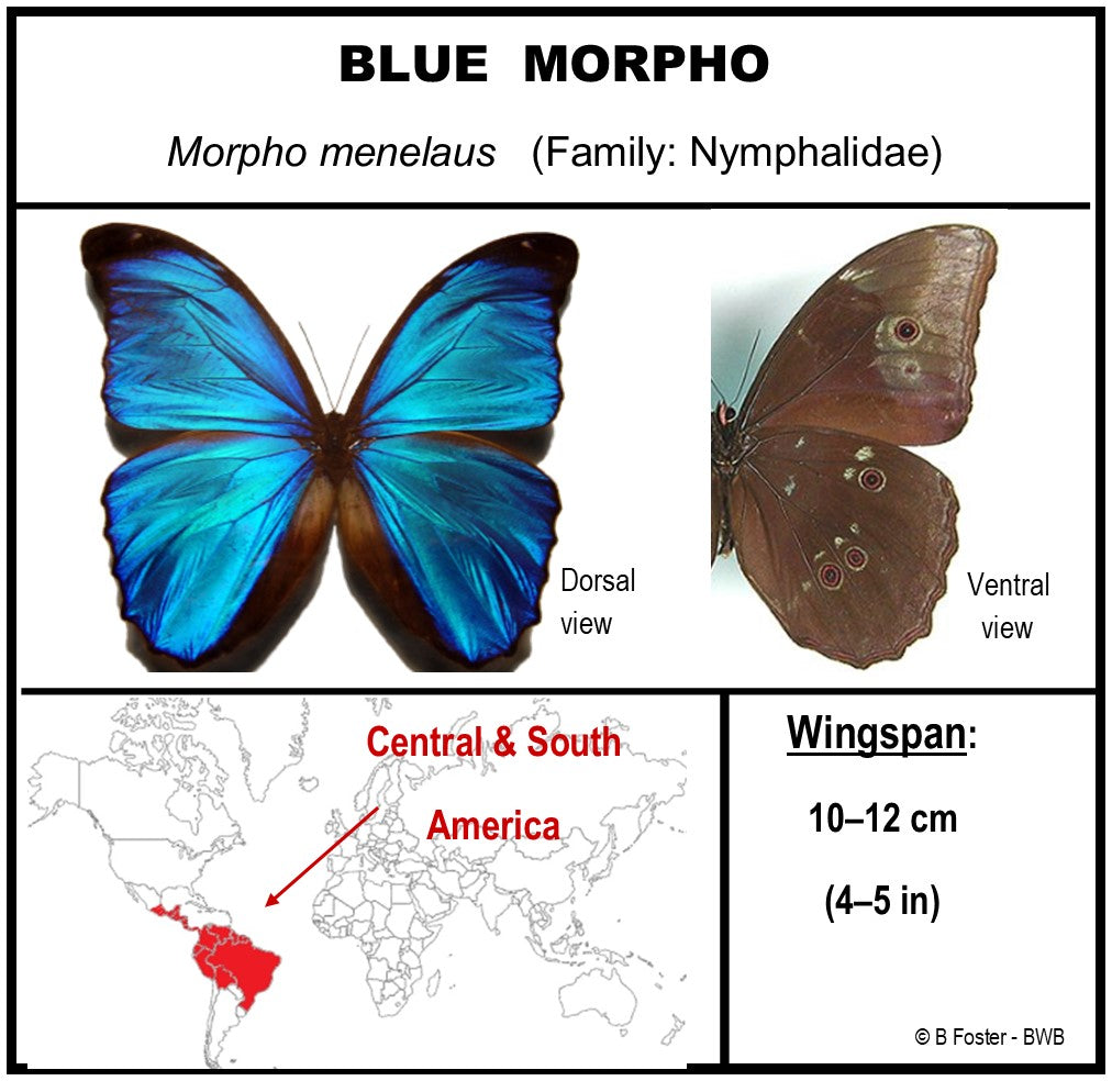 9060602 - Real Butterfly Acrylic Display Box - 6" X 6" - Blue Morpho (Morpho menelaus)