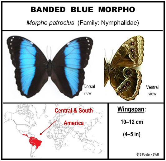 9060618 - Real Butterfly Acrylic Display Box - 6" X 6" - Banded Blue Morpho Butterfly (Morpho patroclus)