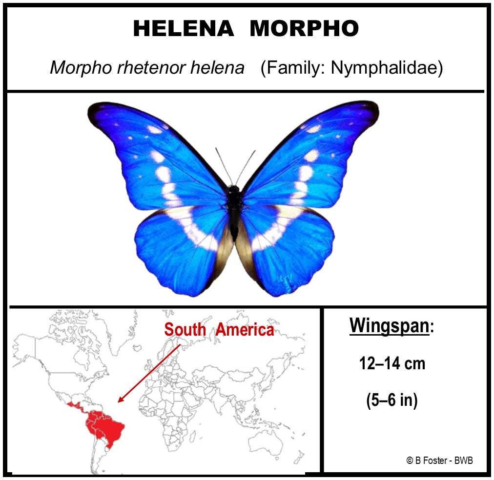 9070701 - Real Butterfly Acrylic Display Box - 7" X 7" - Helena Morpho  (Morpho rhetenor helena) - Male