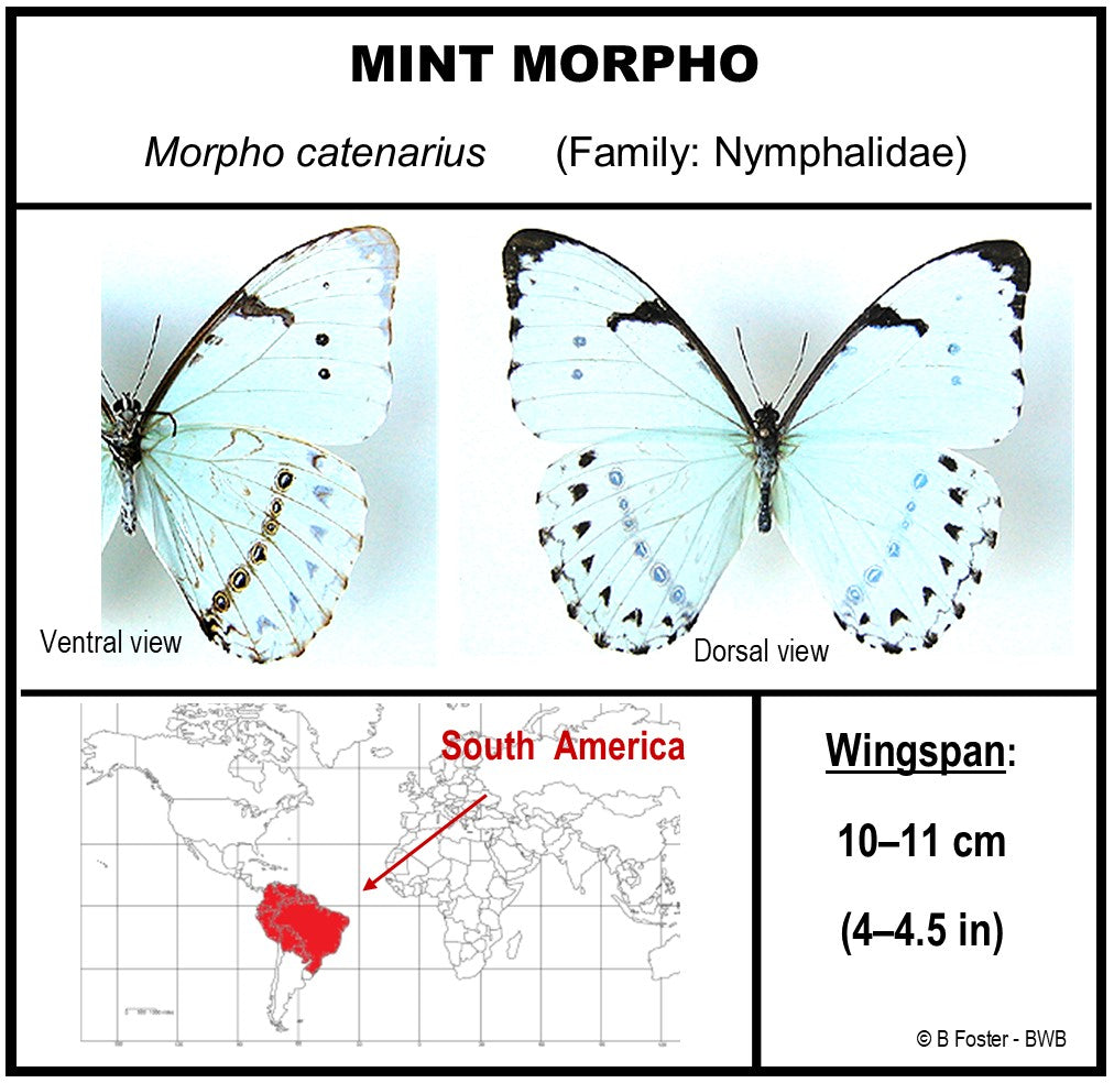 750303 - Butterfly Bubble - Lg. - Round - Mint Morpho (Morpho catenarius)