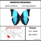 9070711 - Real Butterfly Acrylic Display Box - 7" X 7" - Deidamia Morpho (Morpho deidamia)