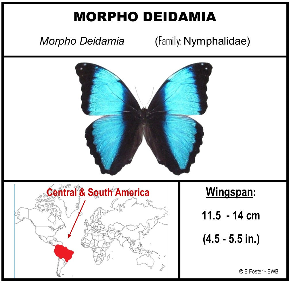 9070711 - Real Butterfly Acrylic Display Box - 7" X 7" - Deidamia Morpho (Morpho deidamia)