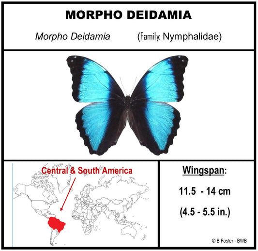 9070711 - Real Butterfly Acrylic Display Box - 7" X 7" - Deidamia Morpho (Morpho deidamia)