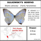 9050550 - Real Butterfly Acrylic Display Box - 5"X5" - Sulkowsky's Morpho (Morpho sulkowskyi)