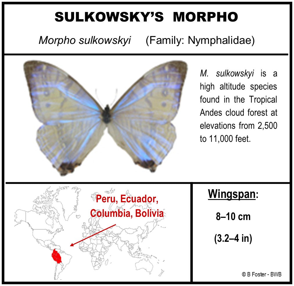 9050550 - Real Butterfly Acrylic Display Box - 5"X5" - Sulkowsky's Morpho (Morpho sulkowskyi)