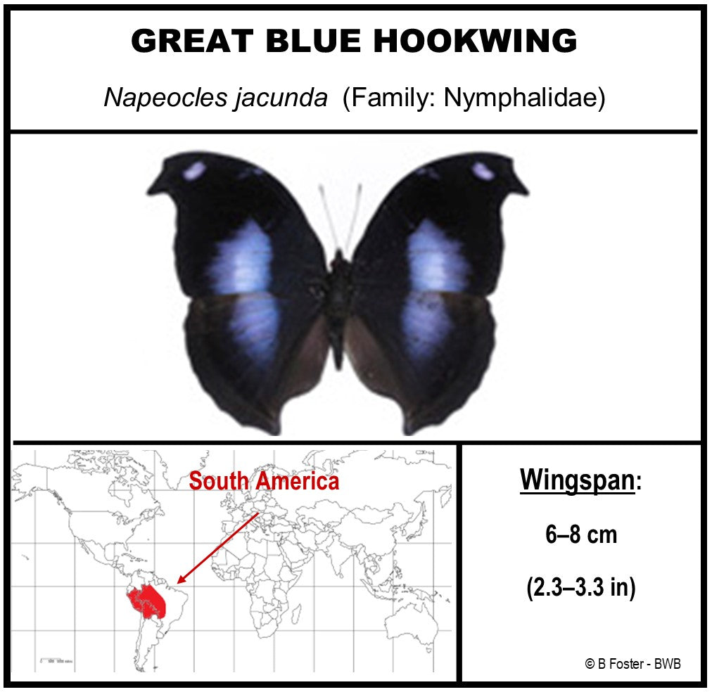 9050506 - Real Butterfly Acrylic Display Box - 5"X5" - Great Blue Hookwing (Napeocles jacunda)