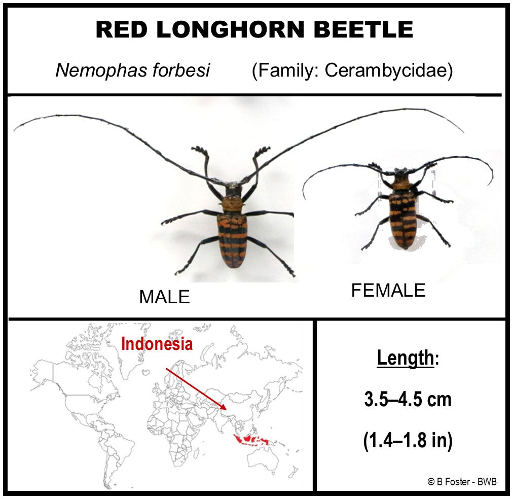 9080850 - Real Bug Acrylic Display Box - 8" X 8" - Longhorn Beetles