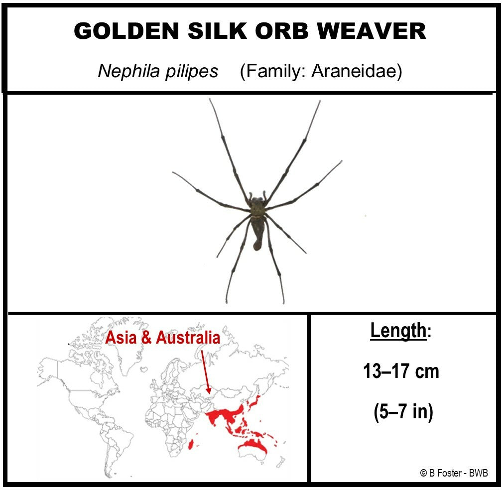 9080857 - Real Bug Acrylic Display Box - 8" X 8" - Asian Orb Weaver - Female