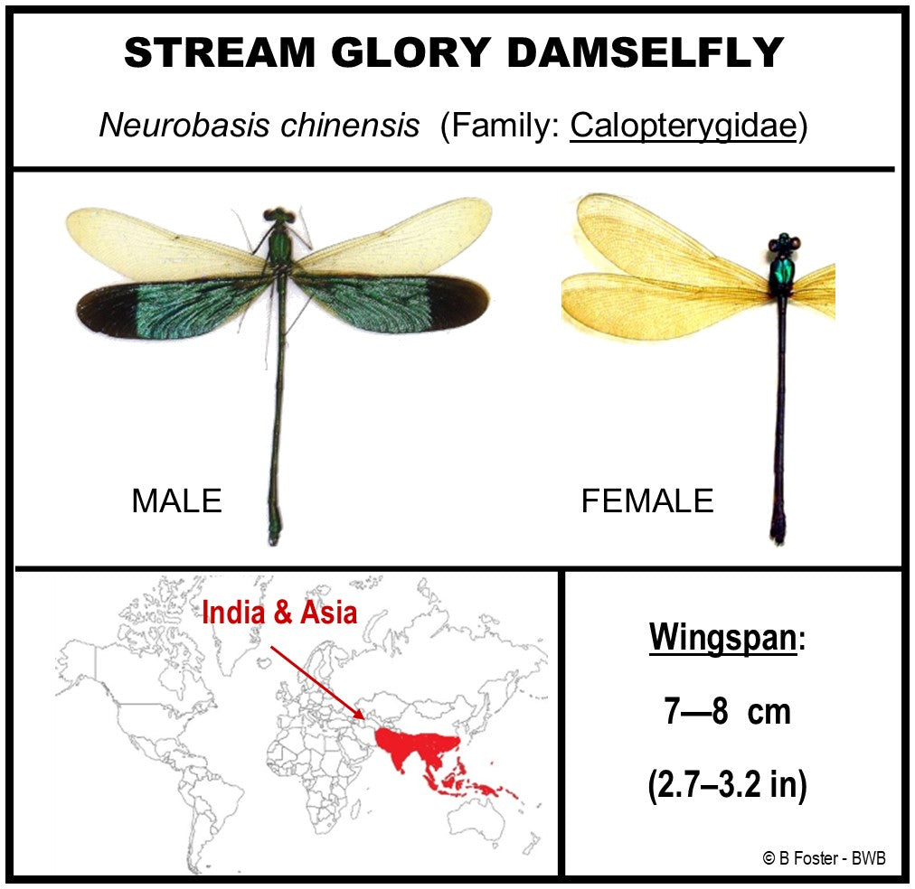9050570 - Real Bug Acrylic Display Box - 5"X5" - Stream Glory Damselfly (Neurobasis chinensis) - Male