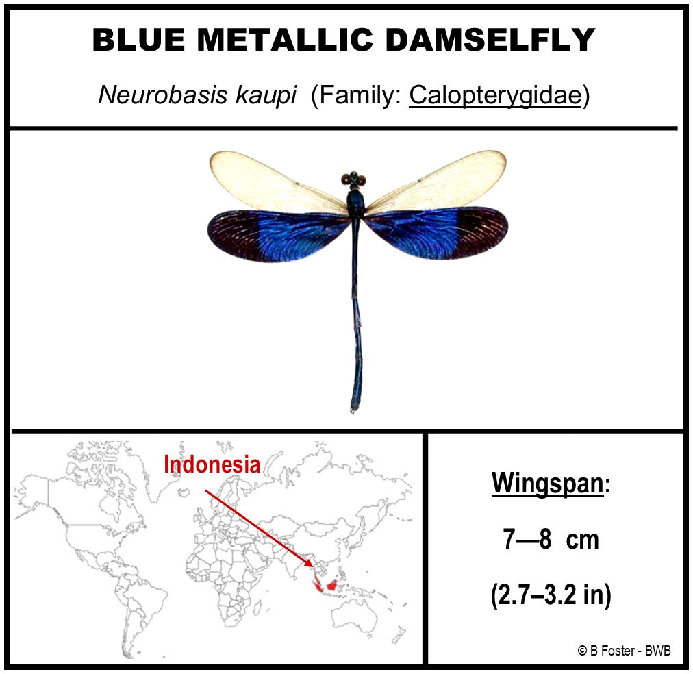 9050571 - Real Bug Acrylic Display Box - 5"X5" - Blue Metallic Damselfly (Neurobasis kaupi)