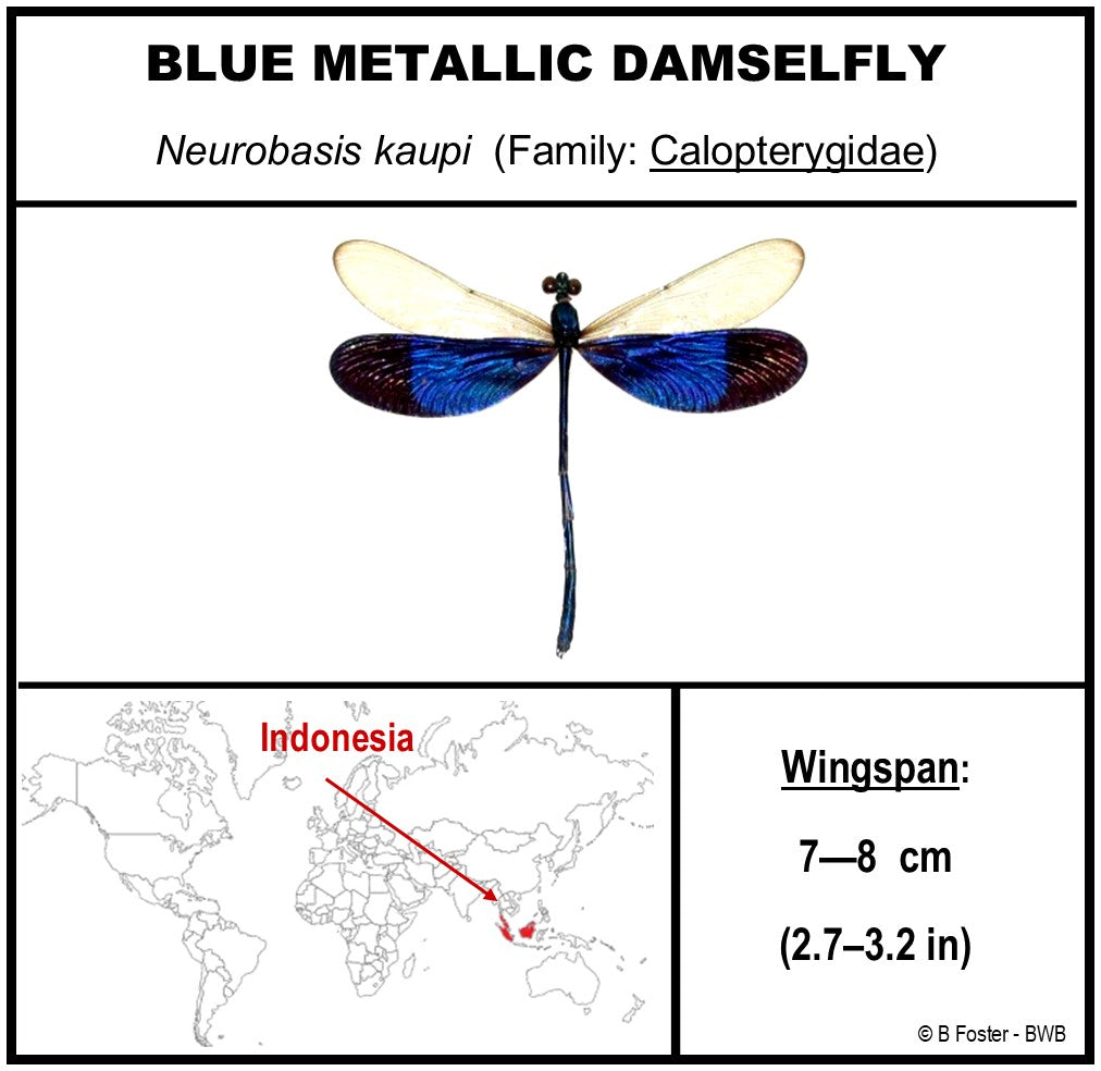 9040505 - Real Bug Acrylic Display Box - 4"X4" - Blue Metallic Damselfly (Neurobasis kaupi)