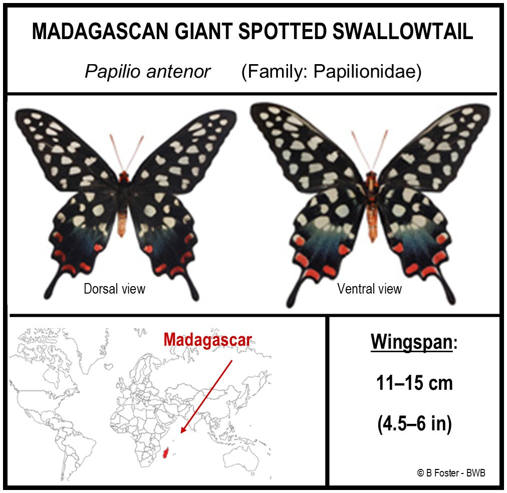 9070734 - Real Butterfly Acrylic Display Box - 7" X 7" - Madagascar Giant Spotted Swallowtail (Papilio antenor)