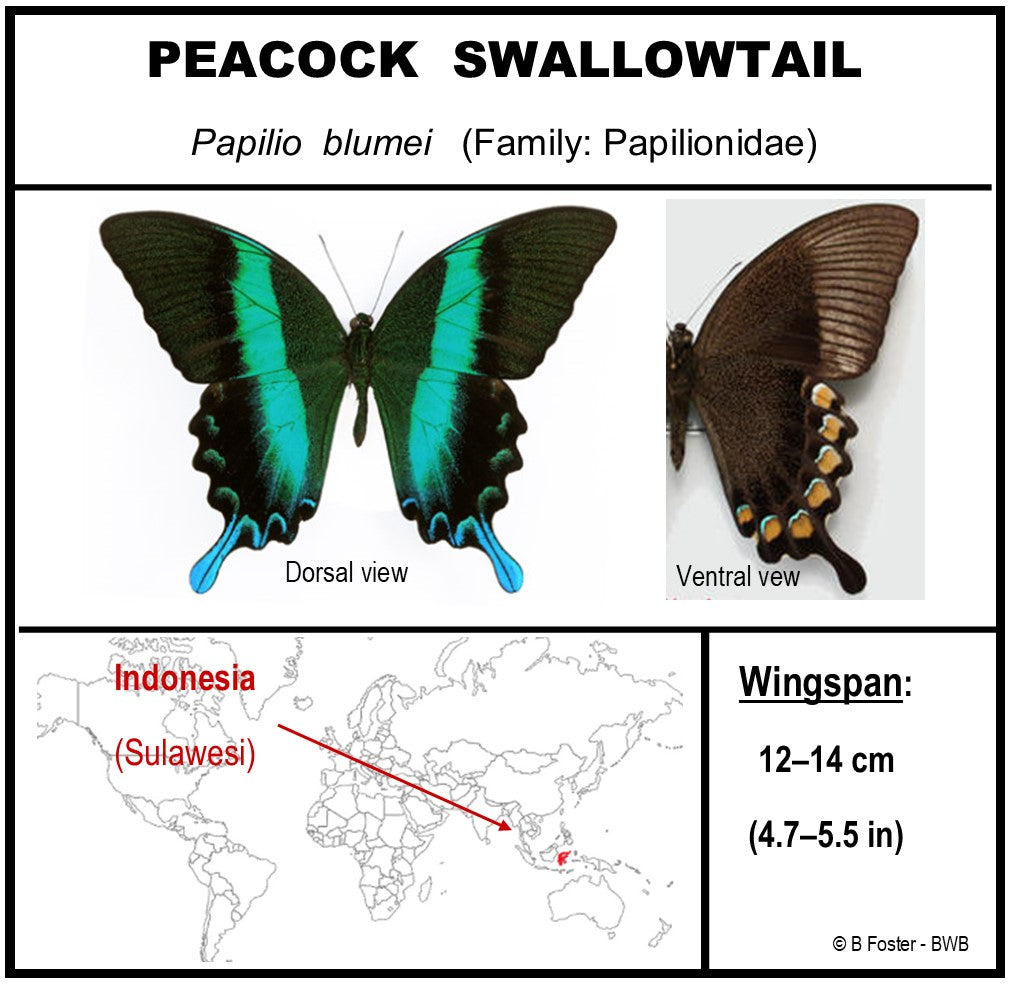 9060611 - Real Butterfly Acrylic Display Box - 6" X 6" - Peacock Swallowtail (Papilio blumei)