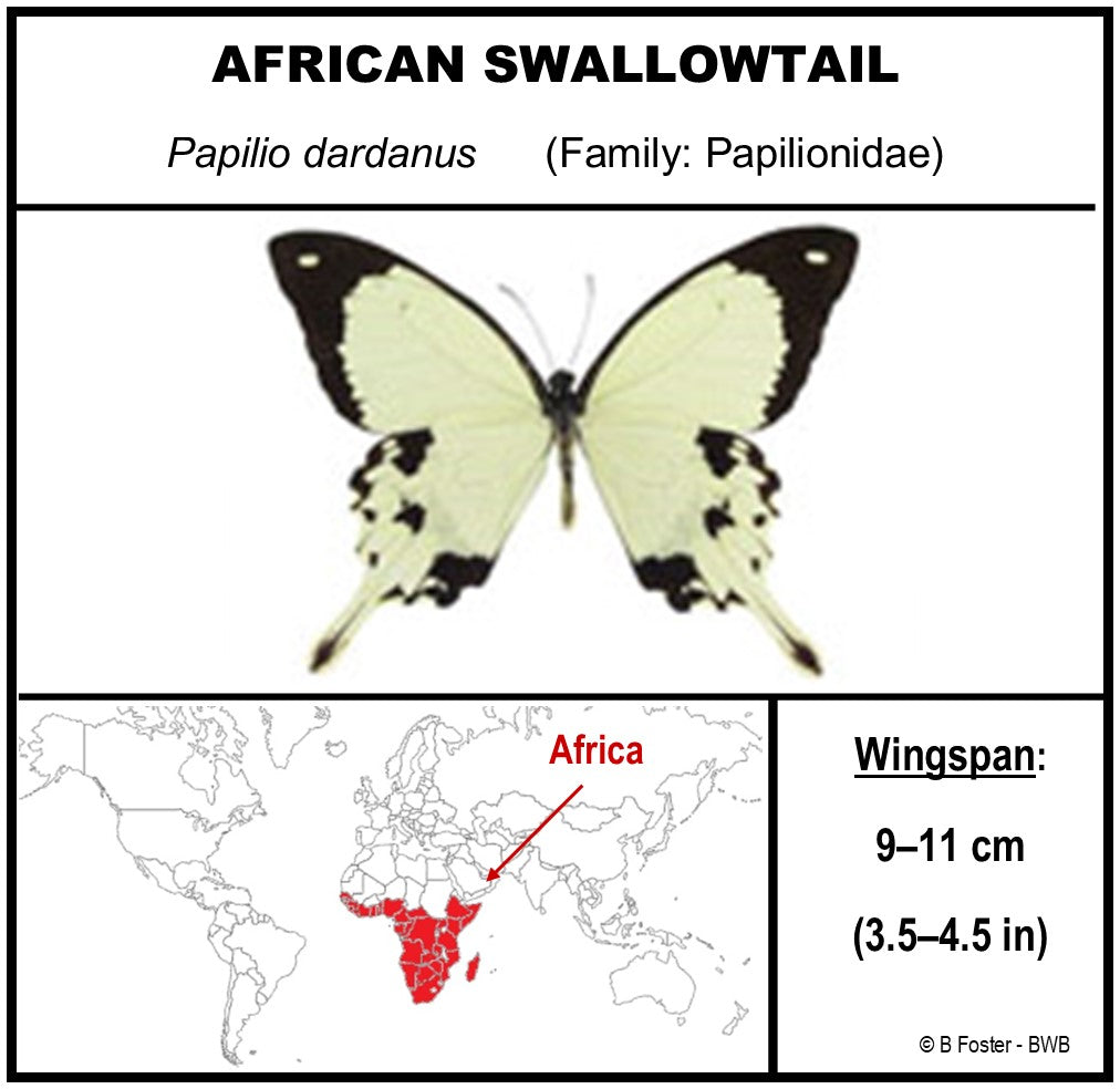 9060610 - Real Butterfly Acrylic Display Box - 6" X 6" - African Swallowtail (Papilio dardanus)