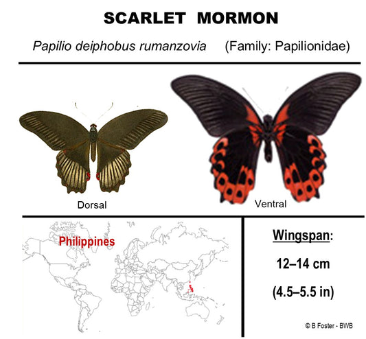 9060606 - Real Butterfly Acrylic Display Box - 6" X 6" - Scarlet Mormon (Papilio rumanzovia) - Ventral