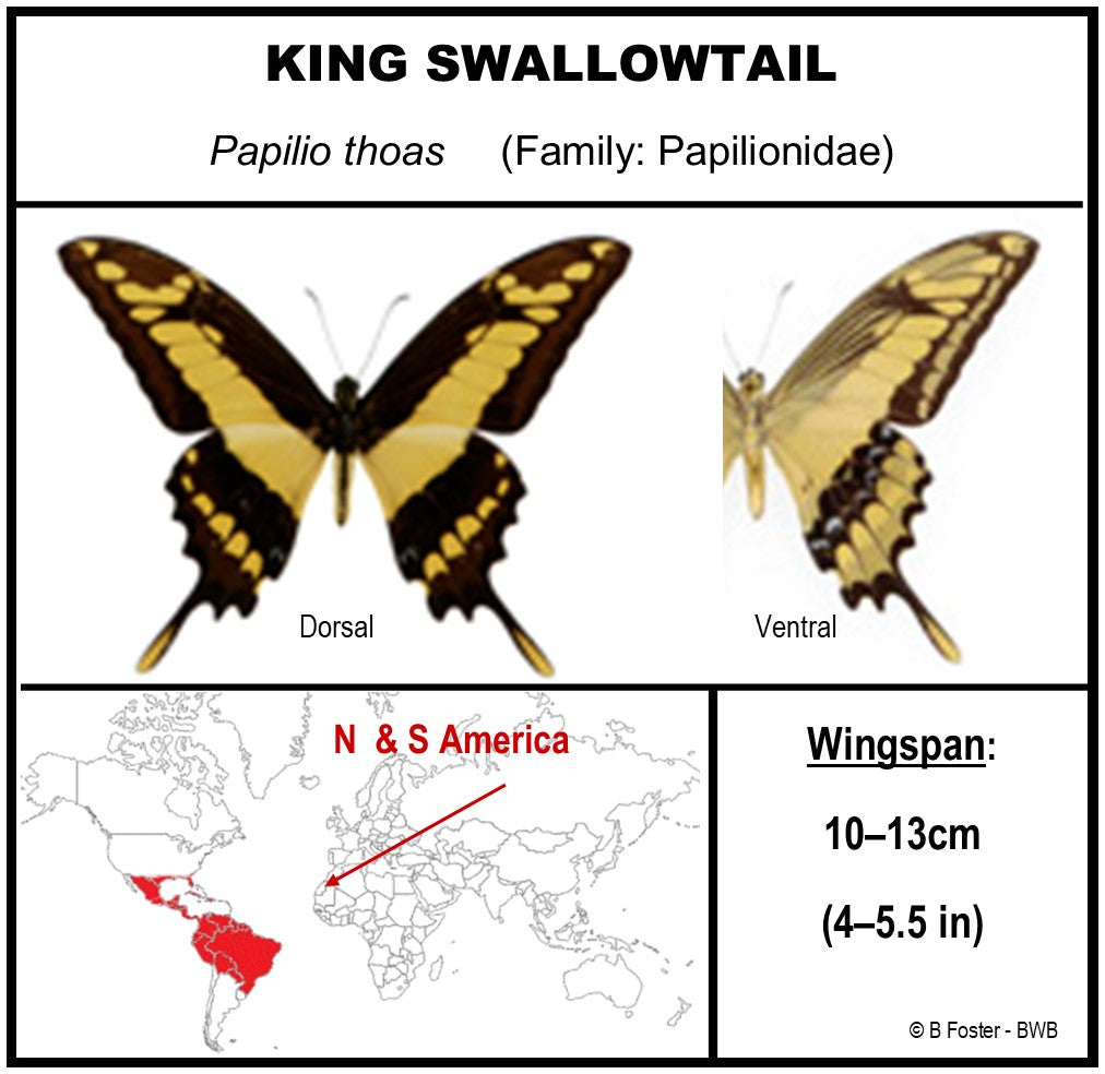 9082401 - Real Butterfly Acrylic Display Box - 8" x 24" - 12 Butterfly Wave
