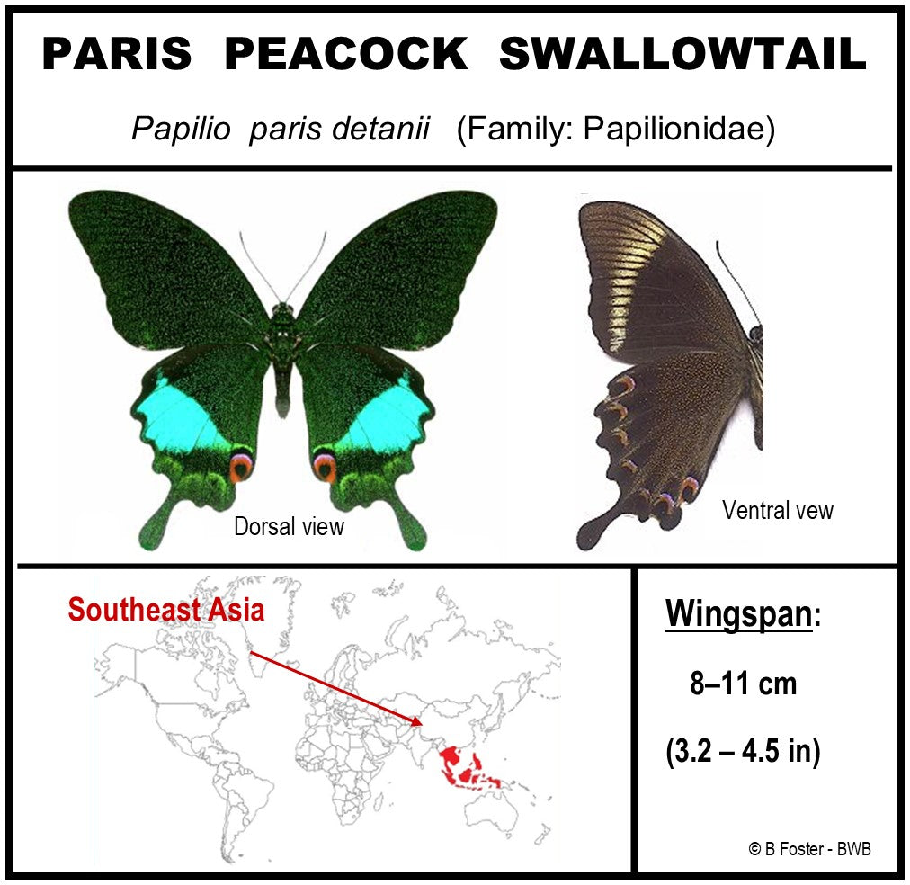 9050505 - Real Butterfly Acrylic Display Box - 5"X5" - Paris Peacock Swallowtail (Papilio paris)