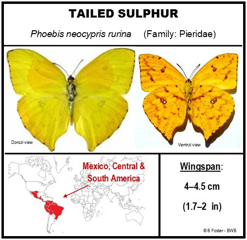 750800 - Butterfly Bubble - Med. - Heart Shape - Tailed Sulphur Butterfly