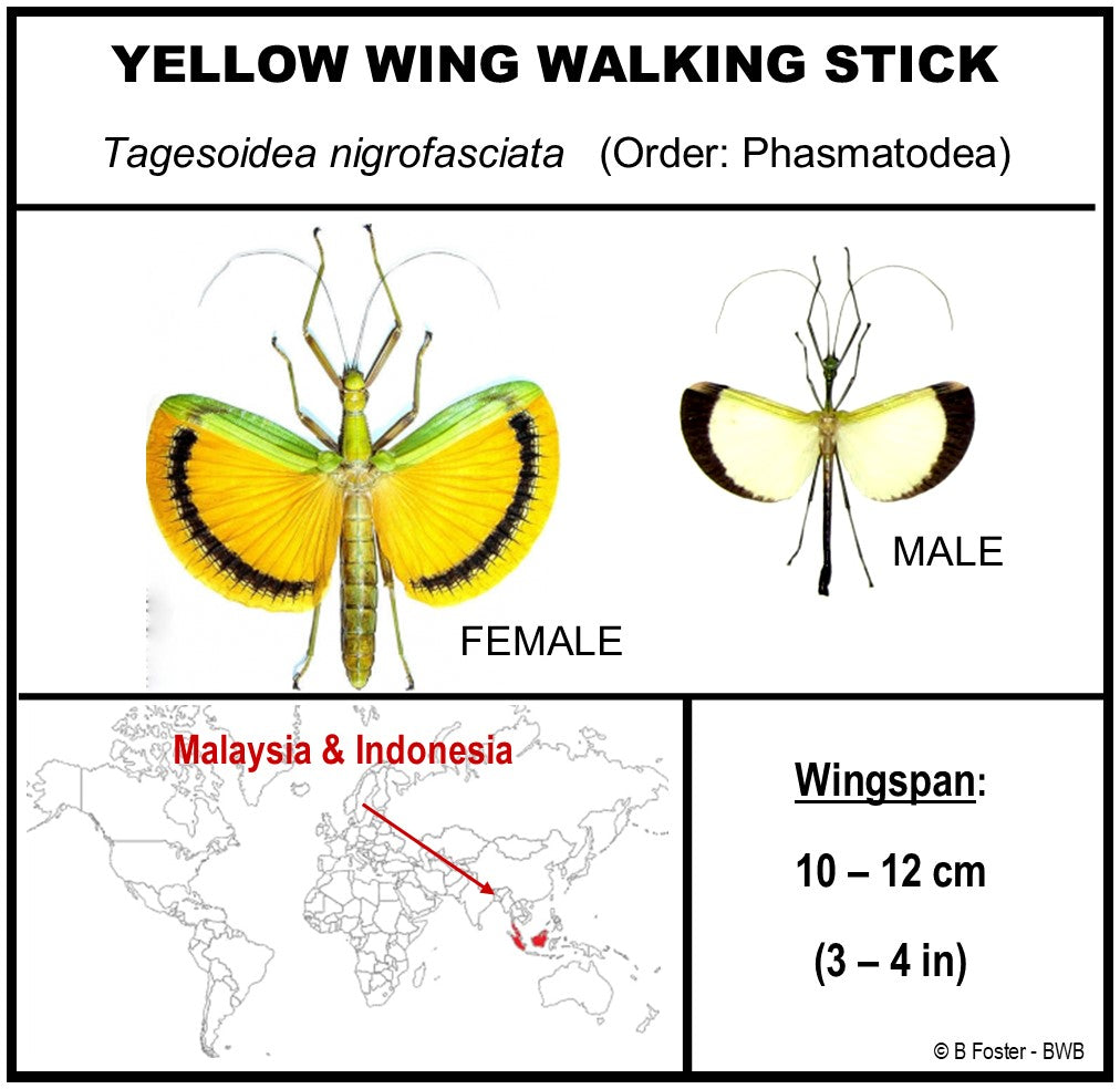 9060711 - Real Bug Acrylic Display Box - 6" X 6" - Yellow Wing Walking Stick (Tagesoidea nigrofasciata) - Female - Diamond
