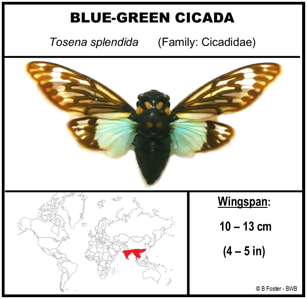 9101051 - Real Bug Acrylic Display Box - 10" X 10" - Cicadas