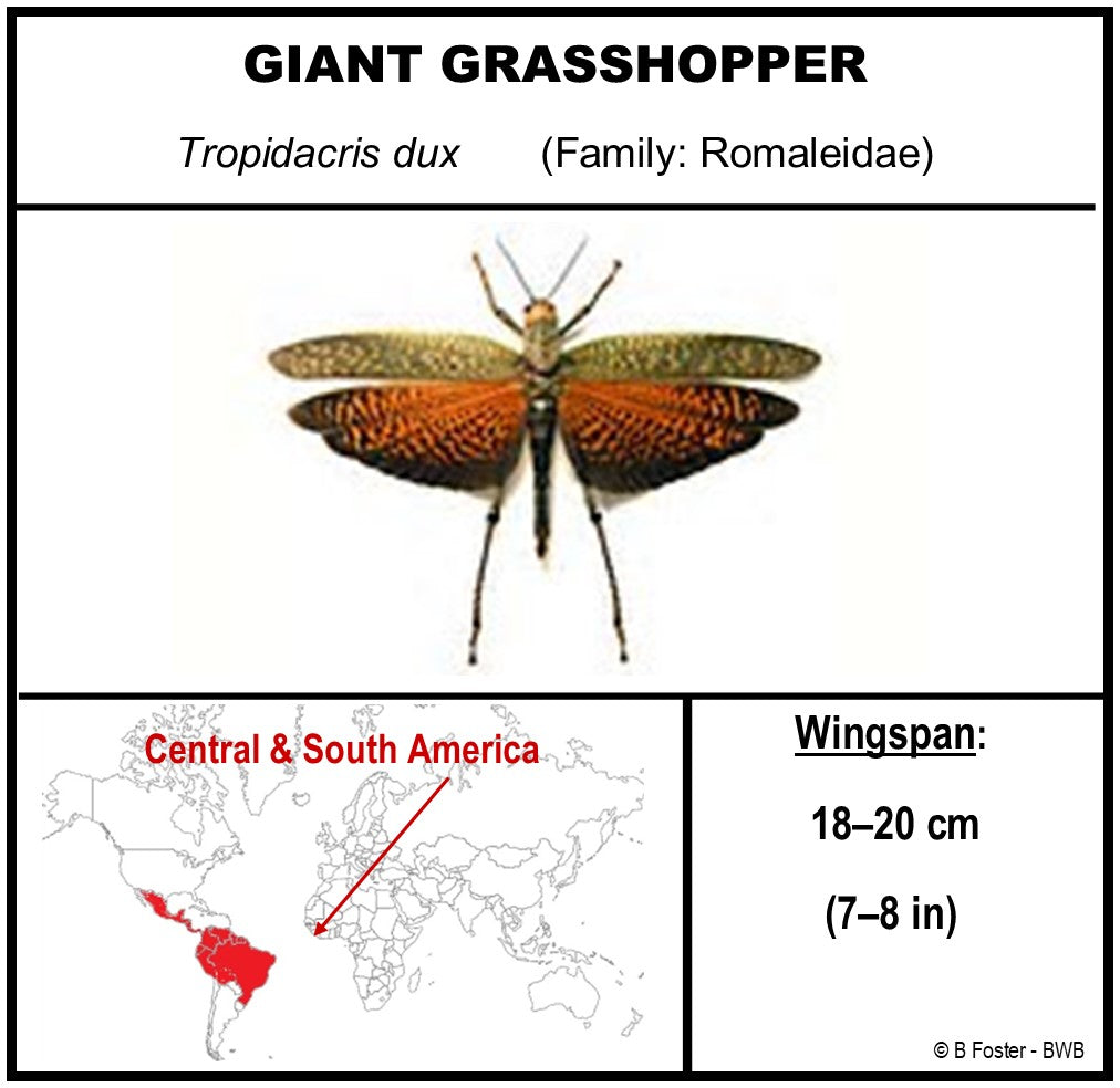 9080851 - Real Bug Acrylic Display Box - 8" X 8" - Diamond - Giant Grasshopper - Female