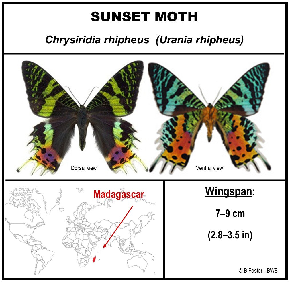 9050503 - Real Butterfly Acrylic Display Box - 5"X5" - Sunset Moth (Urania ripheus) - Ventral