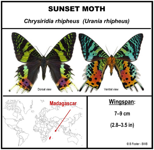 9050503 - Real Butterfly Acrylic Display Box - 5"X5" - Sunset Moth (Urania ripheus) - Ventral