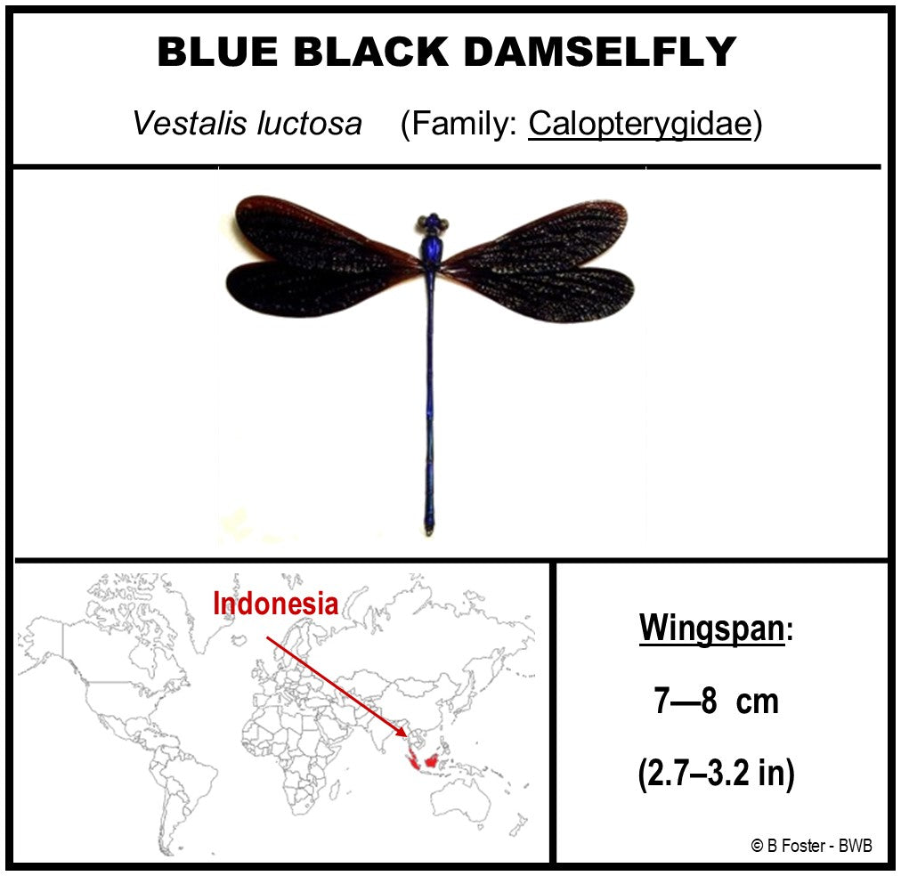 9050572 - Real Bug Acrylic Display Box - 5"X5" - Purple-Black Damselfly (Vestalis luctosa)