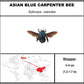 9040502 - Real Bug Acrylic Display Box - 4"X4" - Asian Blue Carpenter Bee (Xylocopa caerulea)
