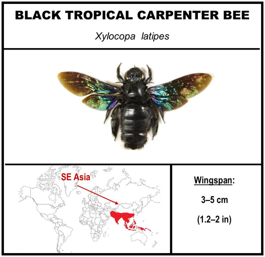 750860 - Butterfly Bubble - Med. - Heart Shape- Tropical Carpenter Bee