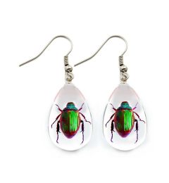 700668 - Real Insect - Earrings - Shining Chafer Beetle