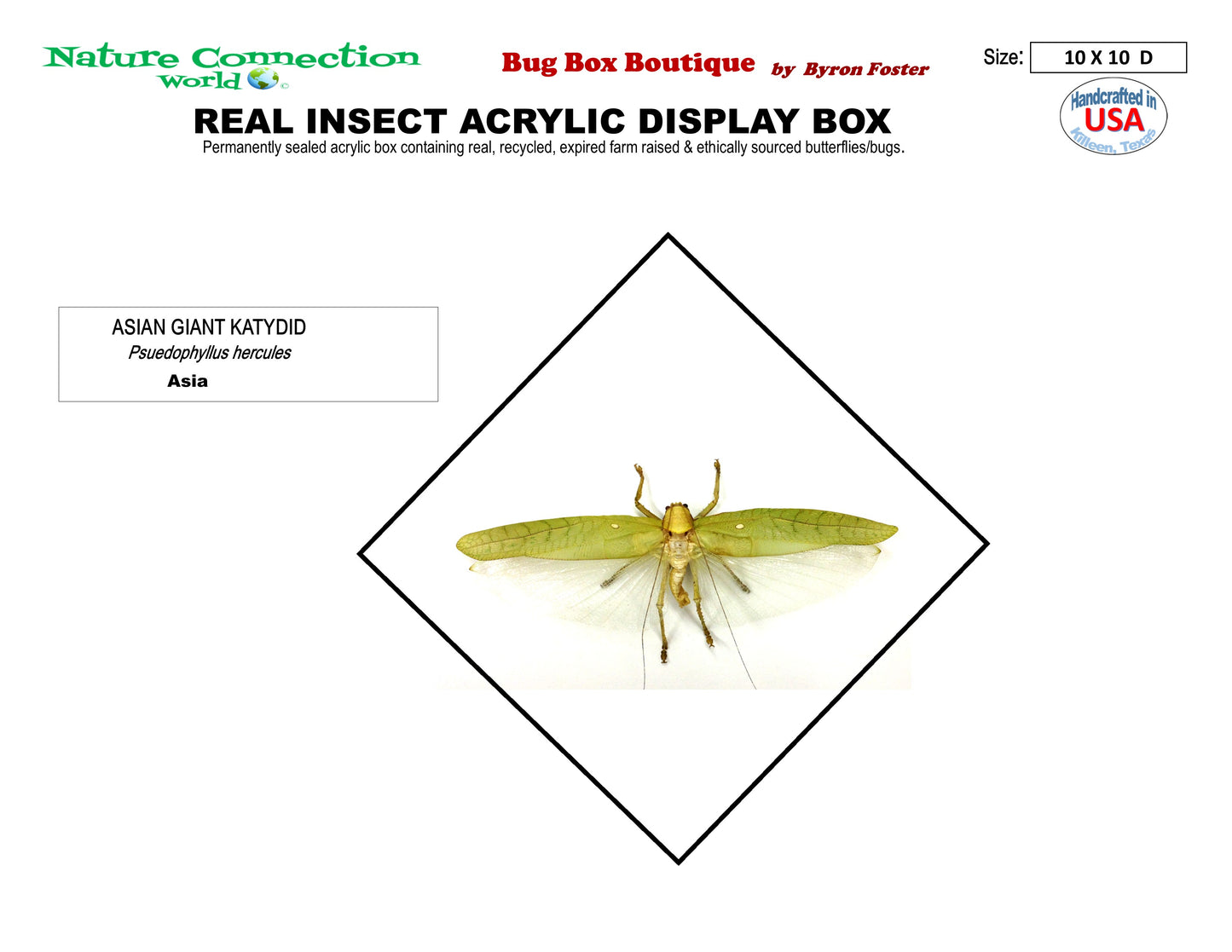 9101052 - Real Bug Acrylic Display Box - 10" X 10" - Giant Katydid