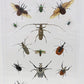 9162450 - Real Bug Acrylic Display Box - 16" X 24" - Beetles of the World