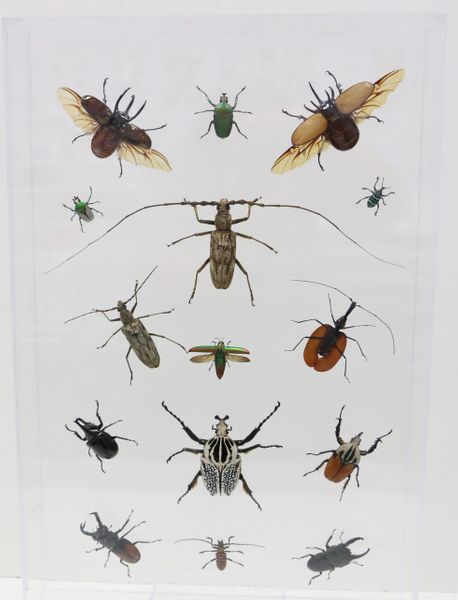 9162450 - Real Bug Acrylic Display Box - 16" X 24" - Beetles of the World