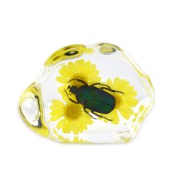 702405 - Real Insect - Desktop Decoration - Green Rose Chafer Beetle