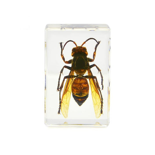 703030 - Real Insect - Paperweight - Small - Wasp
