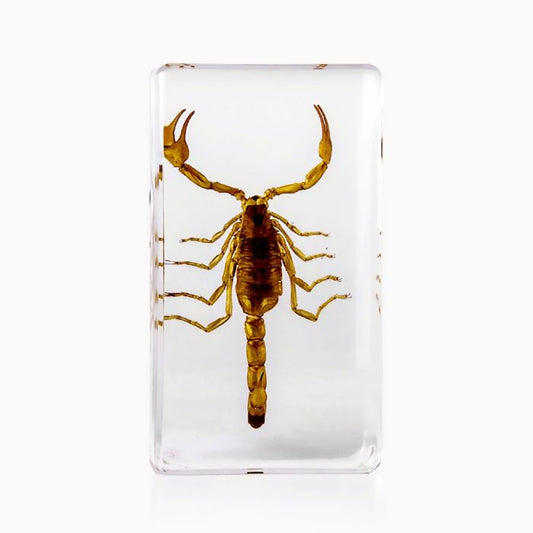 703254 - Real Insect - Medium Paperweight - Brown Scorpion