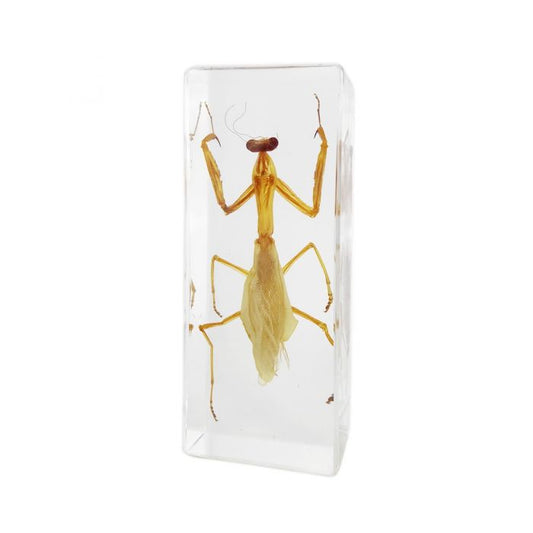 703376 - Real Insect - Lg. Paperweight - Mantis