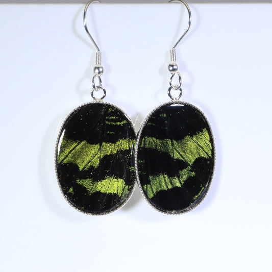 51203 - Real Butterfly Wing Jewelry - Earrings - Medium - Sunset Moth - Green