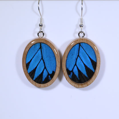 51007 - Real Butterfly Wing Jewelry - Earring Collection - Blue Mountain Swallowtail