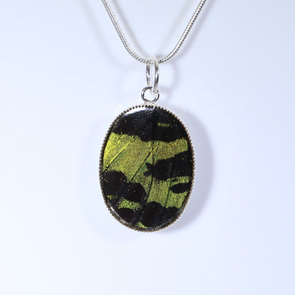 52003 - Real Butterfly Wing Jewelry - Pendant Collection - Sunset Moth - Green