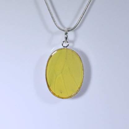 52006 - Real Butterfly Wing Jewelry - Pendant Collection - Vibrant Sulphur Butterfly - Yellow