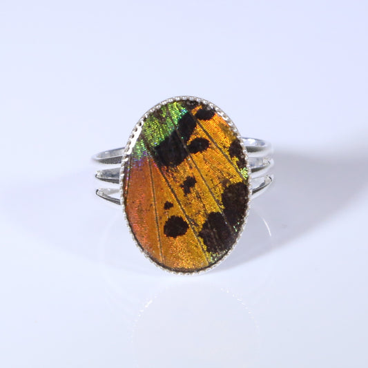 54202 - Real Butterfly Wing Jewelry - Rings - Medium - Adjustable - Sunset Moth - Orange